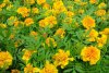 tagetes druhy 2