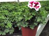 pelargonium grandiflorum, muškát anglický, královský