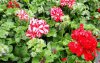 pelargonium 