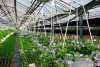 bacopa druhy