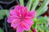 lewisia 