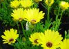 osteospermum ecklonis druhy 3