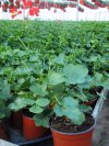 pelargonium jednoduchý květ