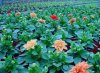 dahlia hortensis druhy 4