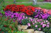 impatiens výsadba