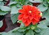 dahlia hortensis druhy