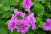 pelargonium peltatum druhy 3