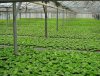 pelargonium zonale vyroba