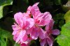 pelargonium peltatum druhy 7