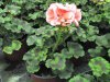 pelargonium zonale