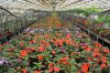impatiens výroba
