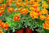 tagetes druhy 6
