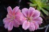 lewisia  2