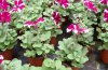 petunia 1