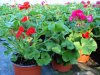 pelargonium 2