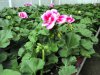 pelargonium zonale, sv. růžové s okem