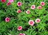dianthus chinensis druhy 2