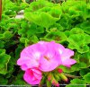pelargonium zonale druhy 5