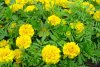 tagetes druhy 3