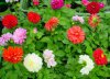 dahlia hortensis druhy 5